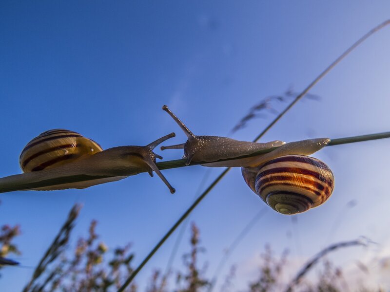 Two Snails on a Blade
