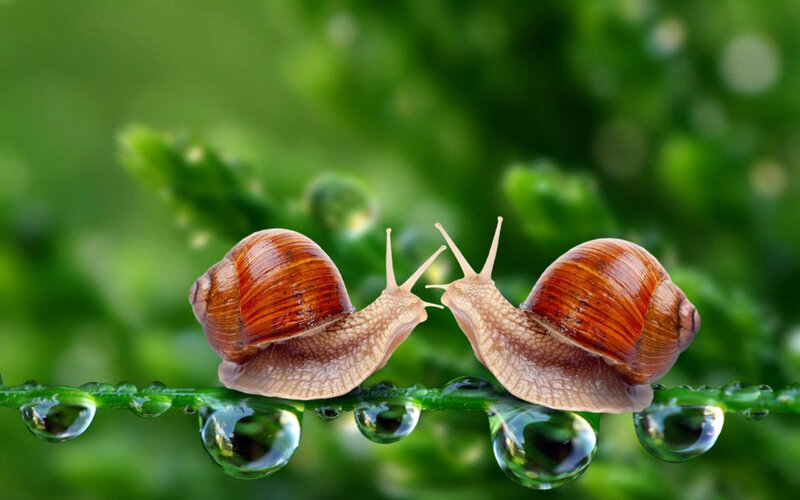 Two Snails on a Leaf — Green, Serene, Morning, Photograph, Dew Drops