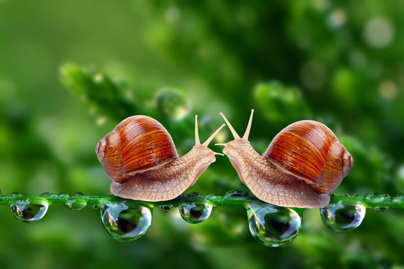 Two Snails on a Leaf — Green, Serene, Morning, Photograph, Droplets, Green Background