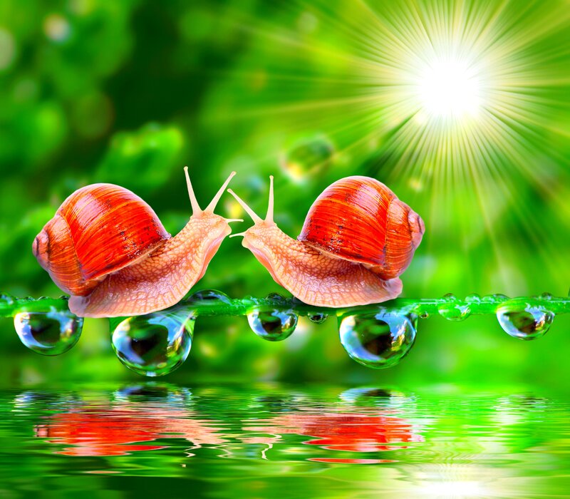 Two Snails on a Leaf — Green, Serene, Morning, Photograph, Sunlight