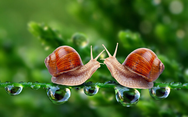 Two Snails on a Leaf — Green, Serene, Morning, Photograph