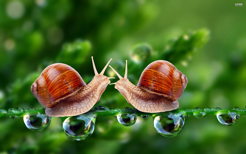 Two Snails on a Leaf — Green, Serene, Morning