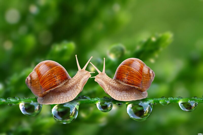 Two Snails on a Leaf — Green, Serene