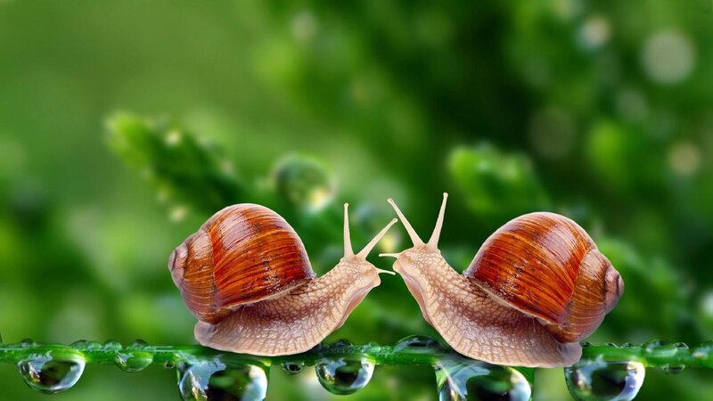 Two Snails on a Leaf — Green