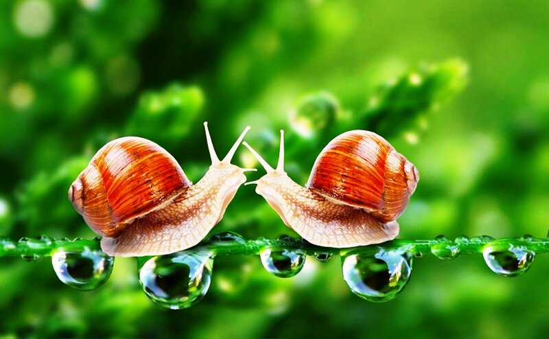 Two Snails on a Leaf