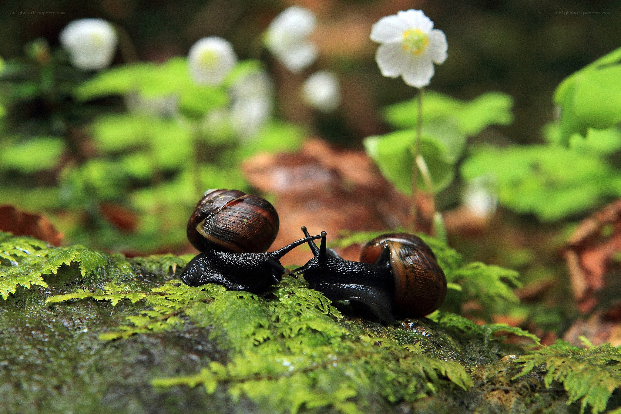 Two snails on a mossy rock
