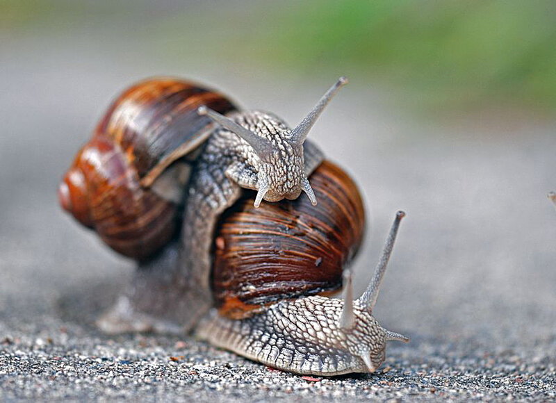 Two snails on a path