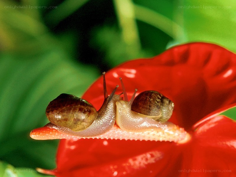 Two snails on a red flower