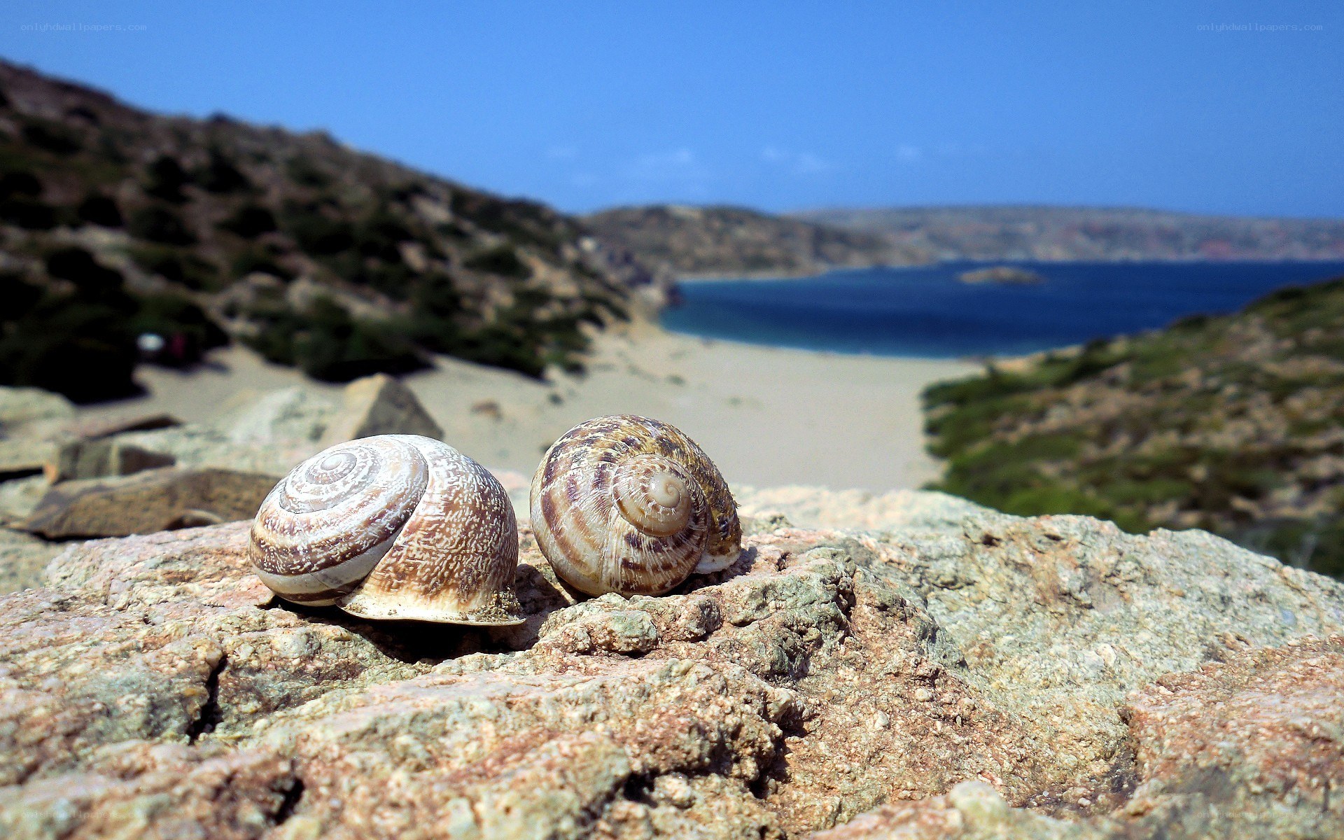 Two snails on a rock by the sea