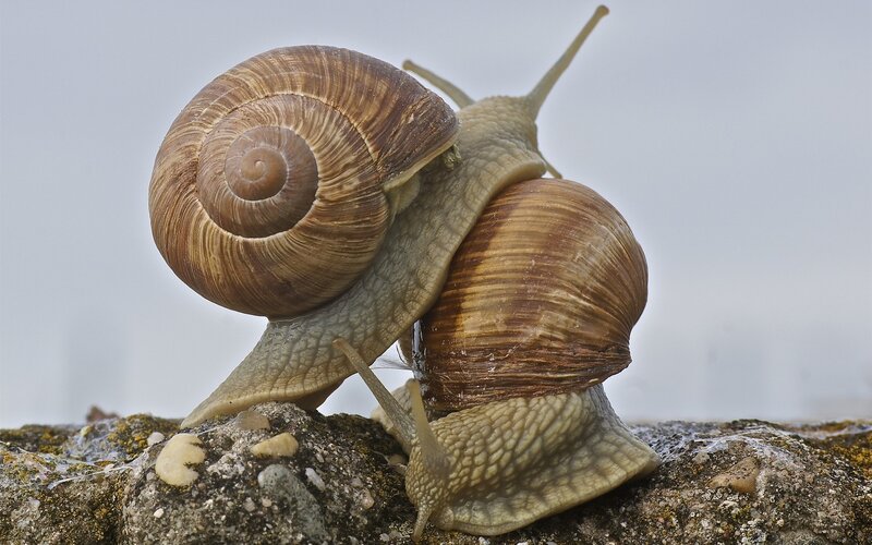 Two snails on a rock