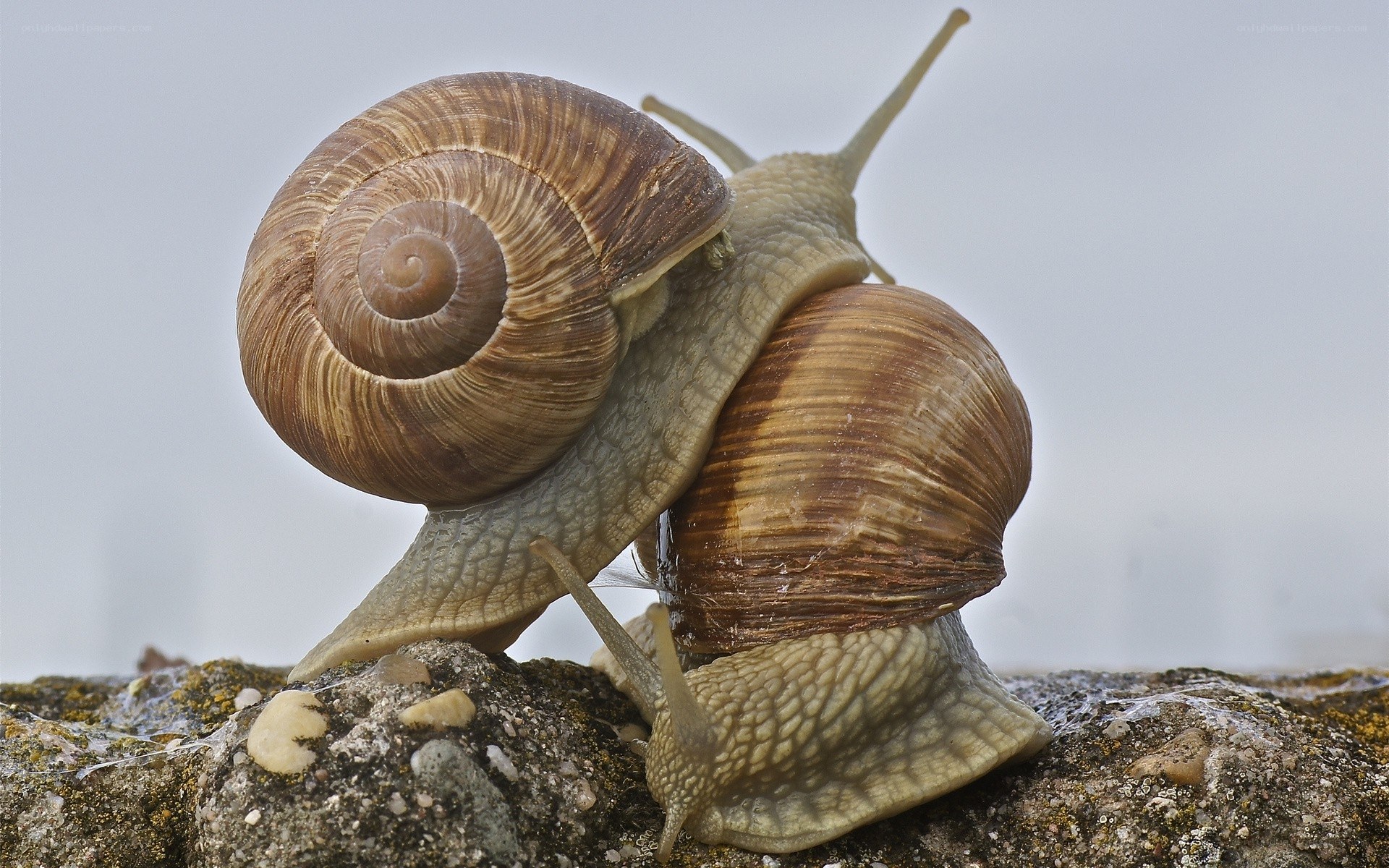 Two snails on a rock