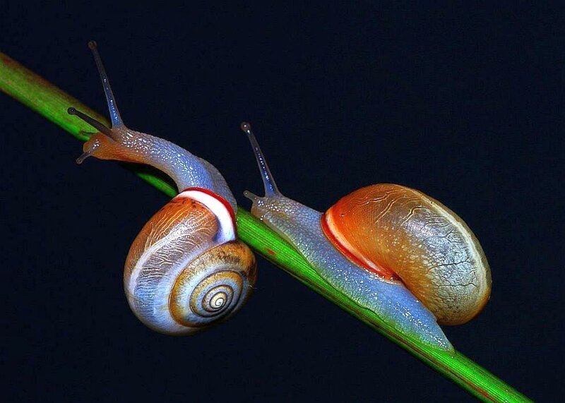Two Snails on a Stem
