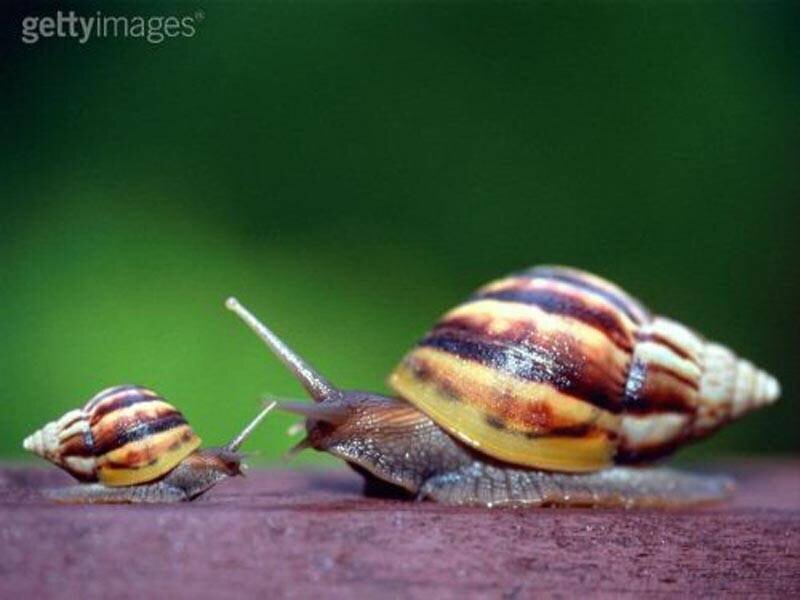 Two snails on a surface