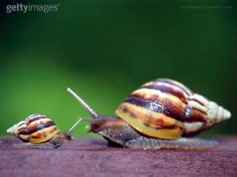 Two snails on a surface