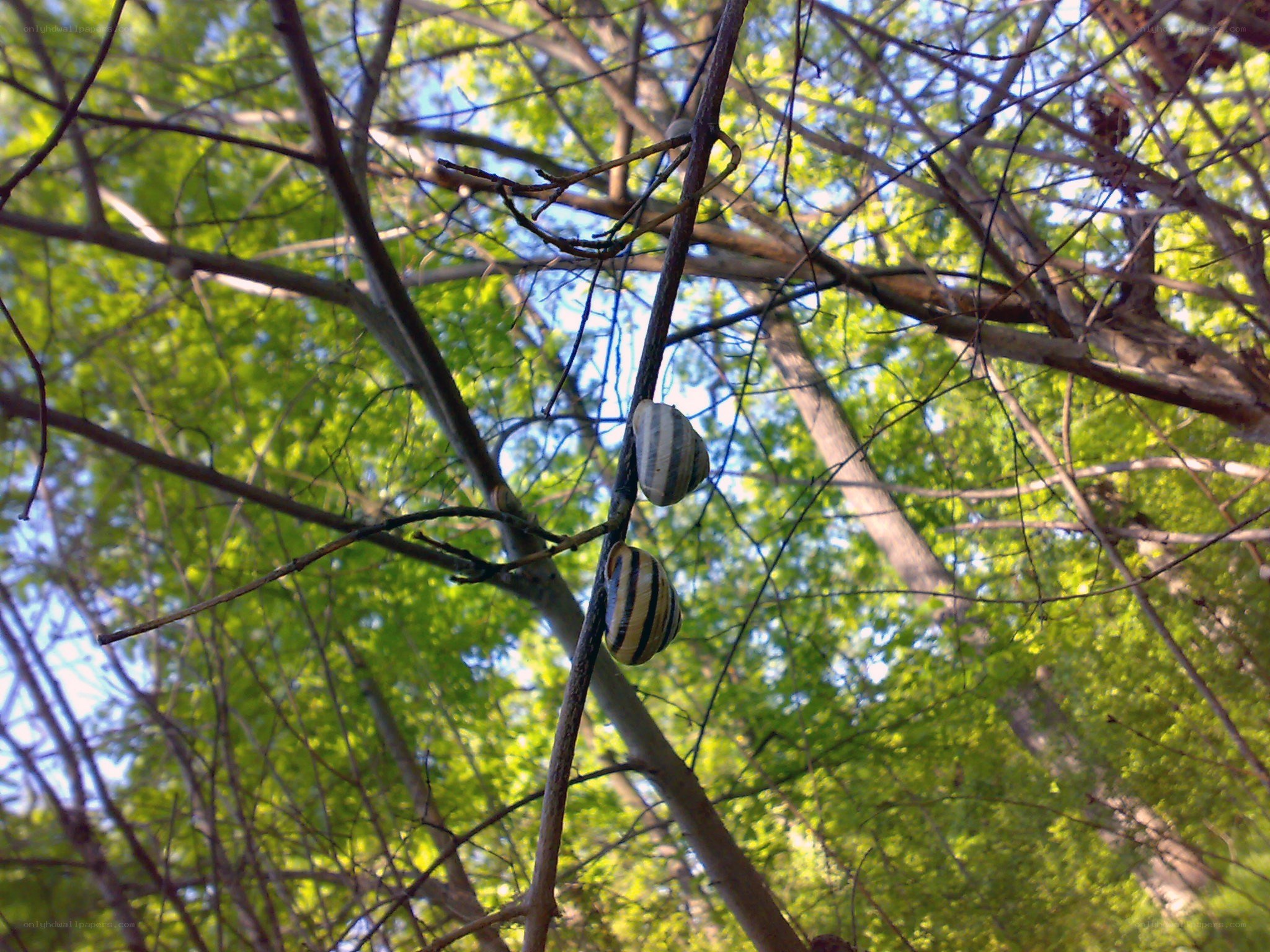 Two snails on a tree branch
