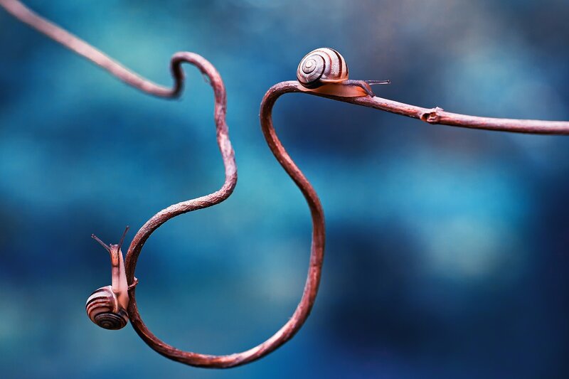 Two Snails on a Vine — Blue, Serene, Photograph, Snail