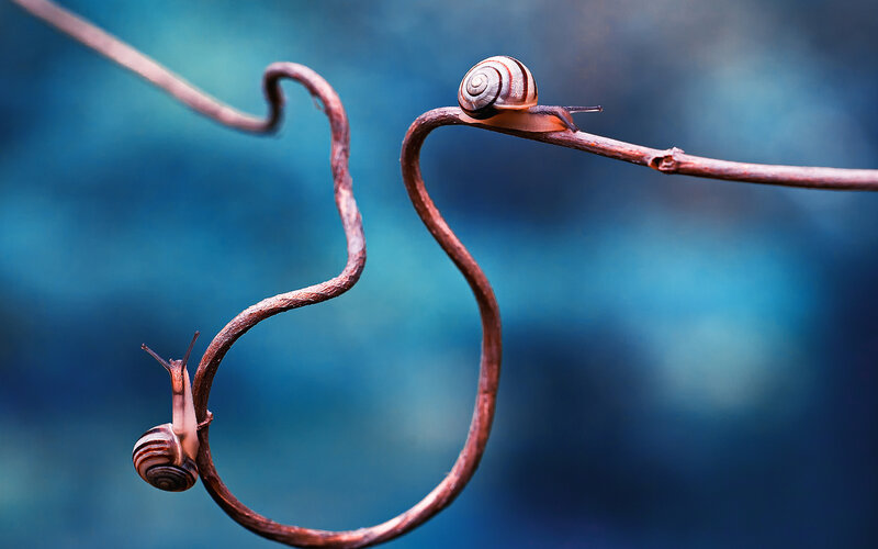 Two Snails on a Vine — Blue