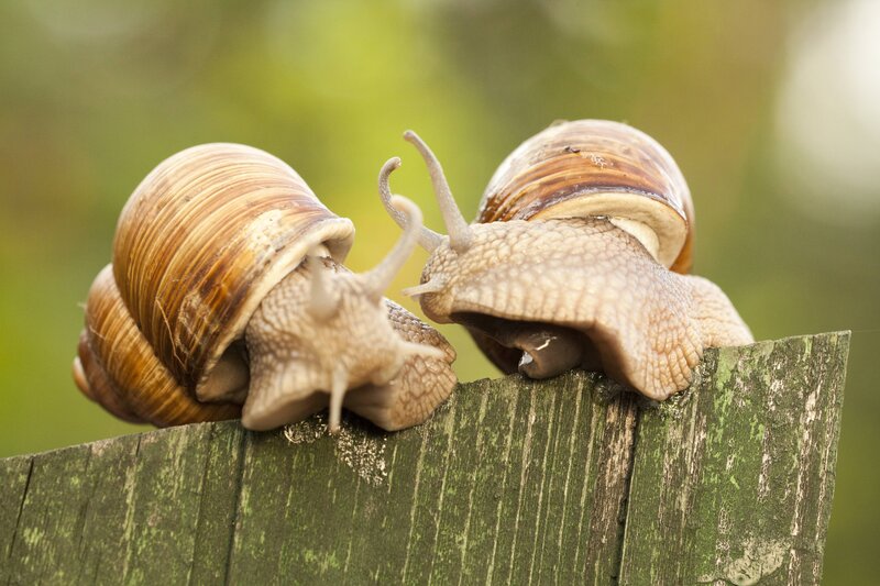 two snails on a wooden post