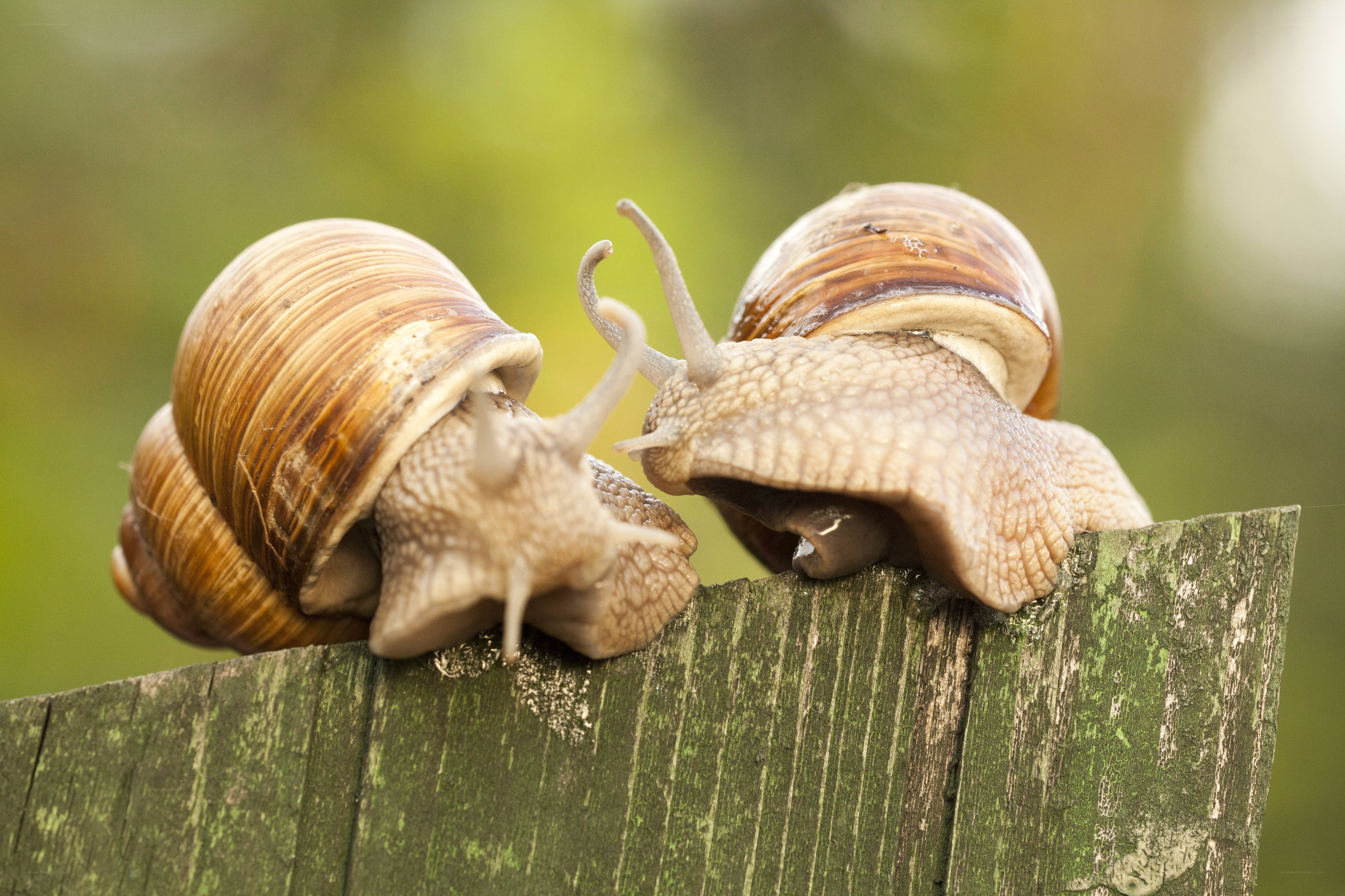two snails on a wooden post