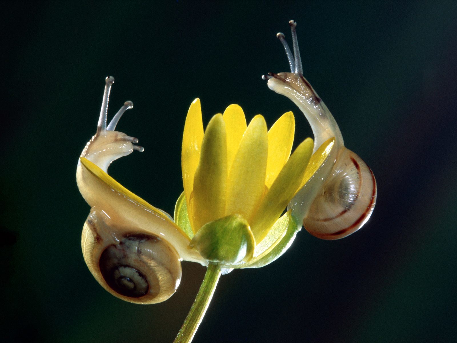 Two snails on a yellow flower