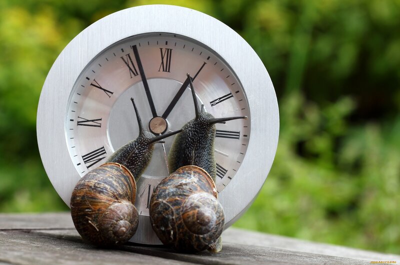 Two Snails on Clock