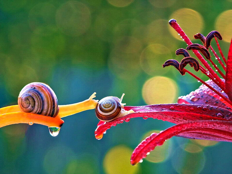 Two Snails on Flower — Red