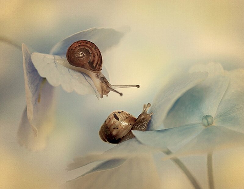 Two Snails on Flowers