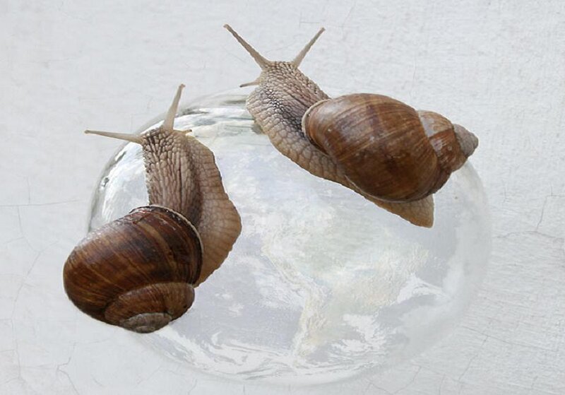 Two Snails on Glass — Brown