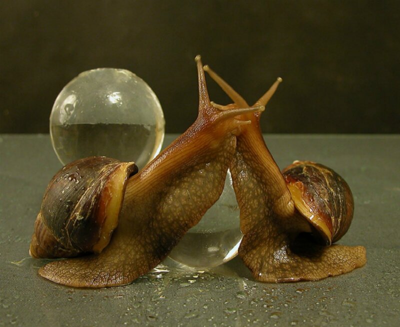 Two Snails on Glass