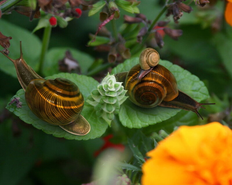 Two snails on green leaves