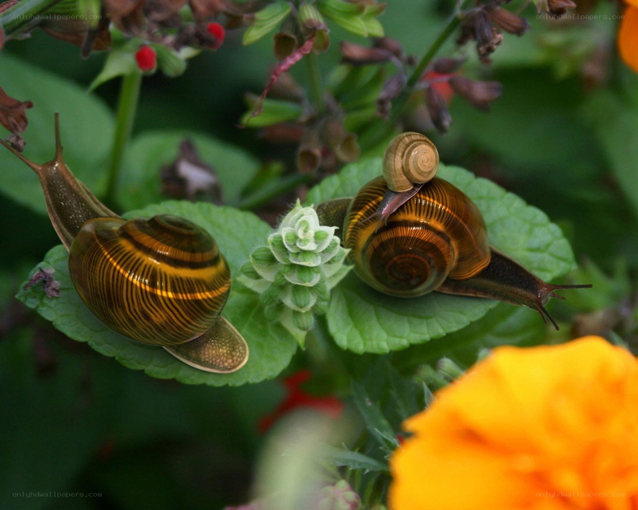 Two snails on green leaves