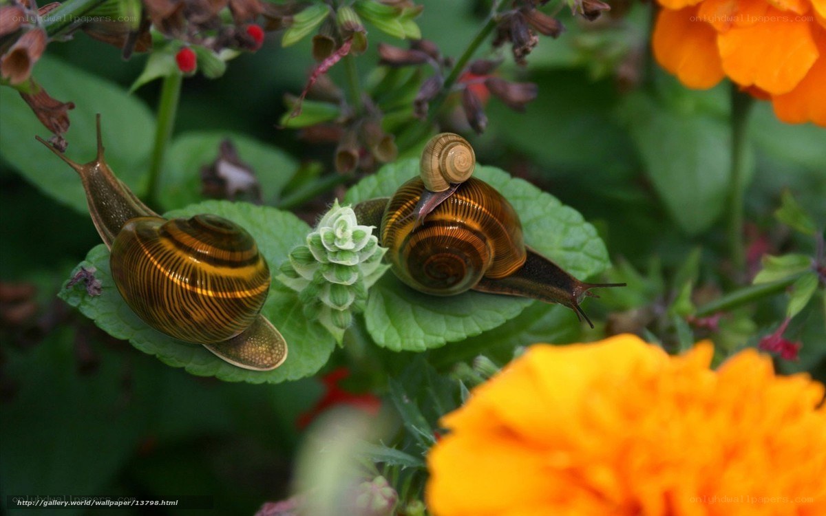 Two snails on green leaves