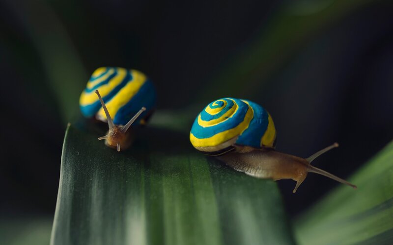 Two Snails on Leaf — Blue