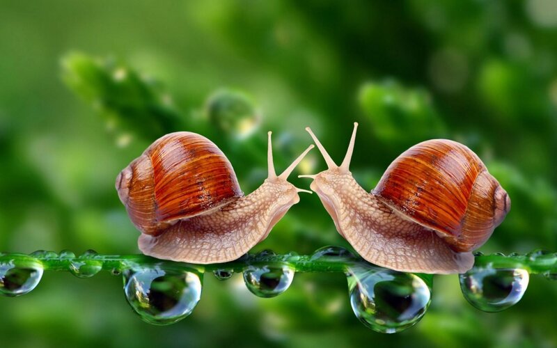 Two Snails on Leaf — Green, Serene