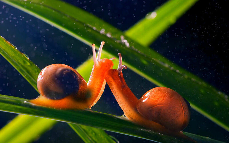 Two Snails on Leaf — Green