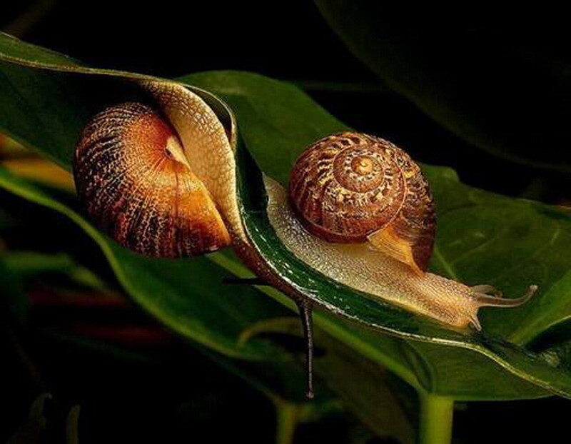 Two Snails on Leaf