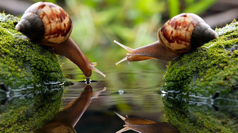 Two Snails on Moss — Green