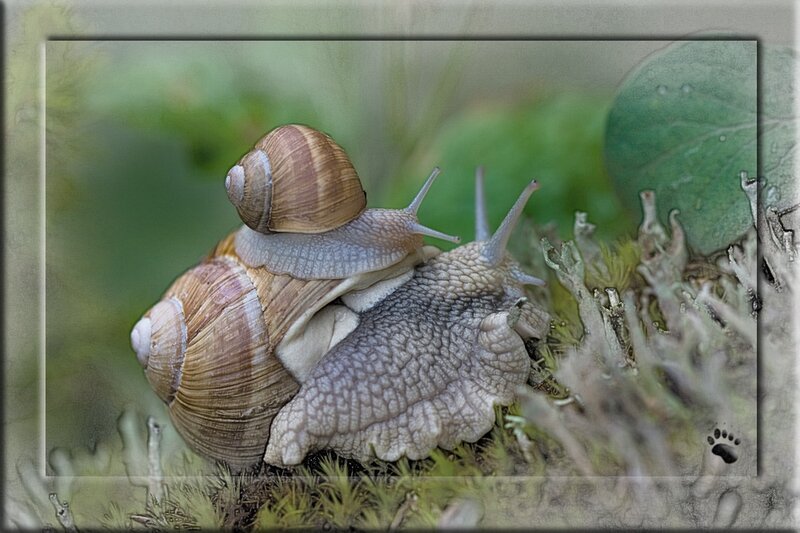 Two Snails on Moss