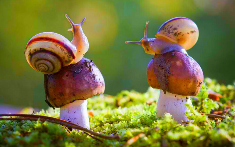 Two Snails on Mushrooms