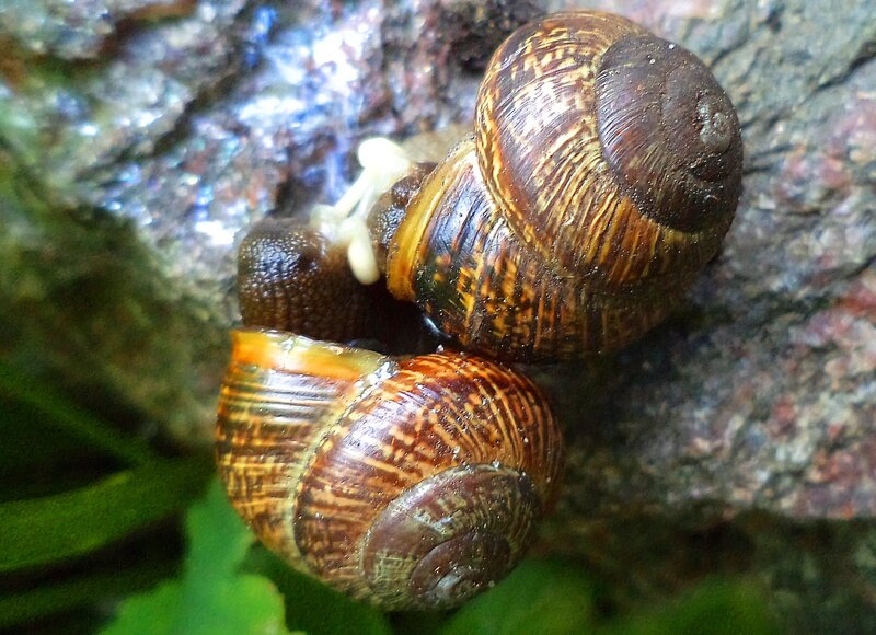 Two Snails on Rock — Brown