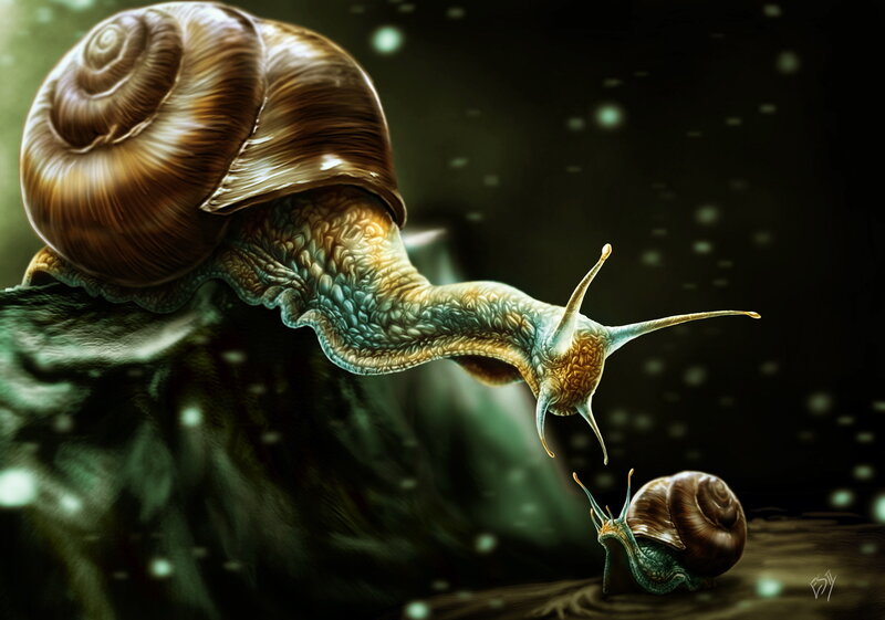 Two Snails on Rock