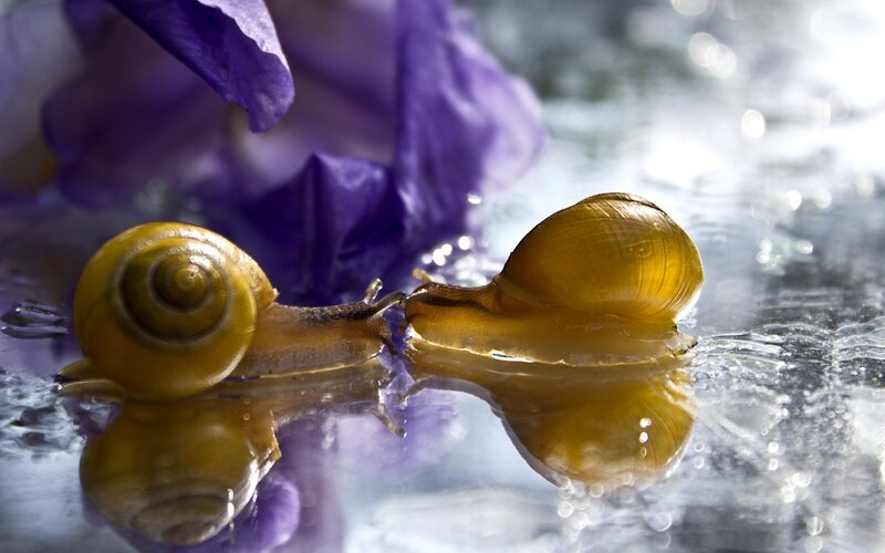 Two Snails on Wet Surface