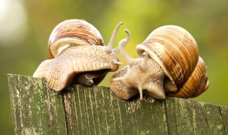 Two Snails on Wood — Brown