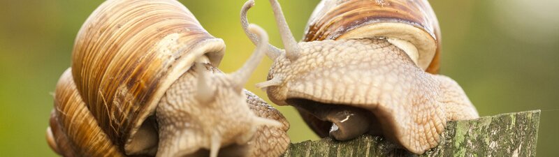 Two Snails on Wood