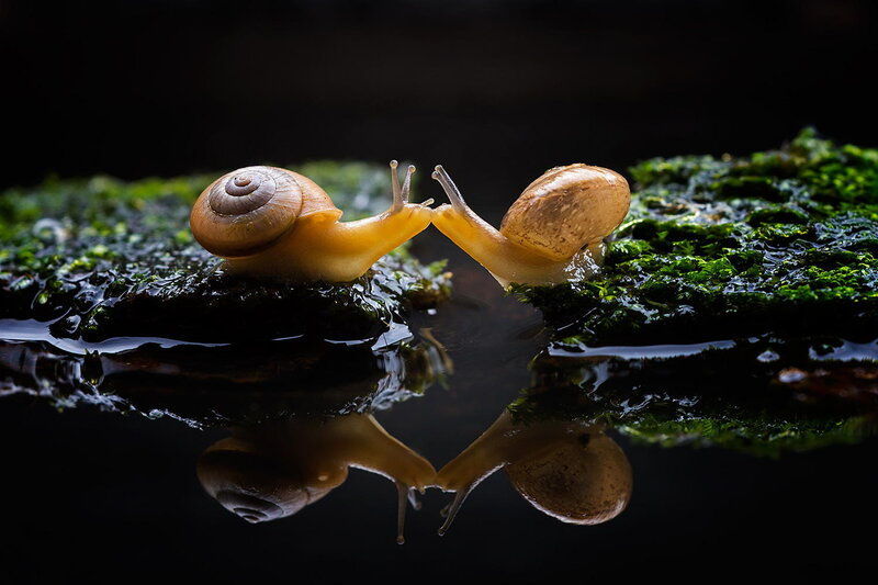 Two Snails Touching