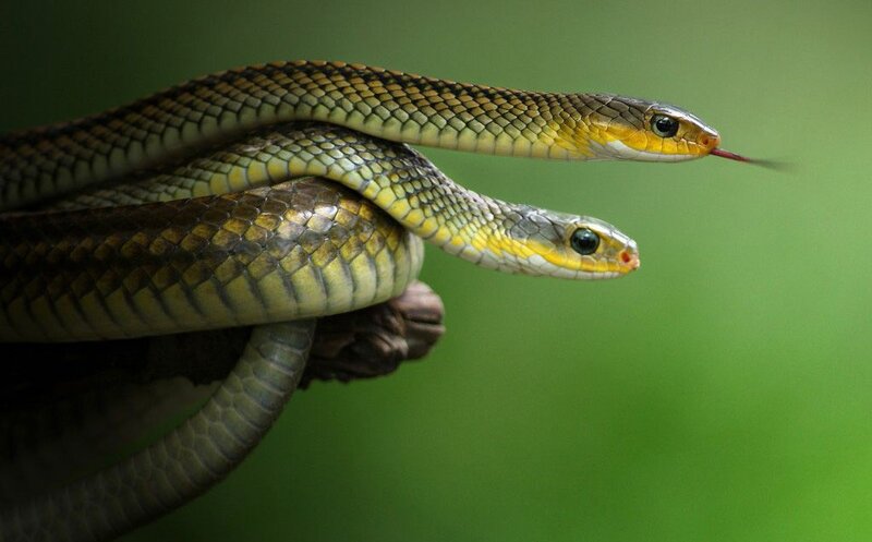 Two snakes coiled together
