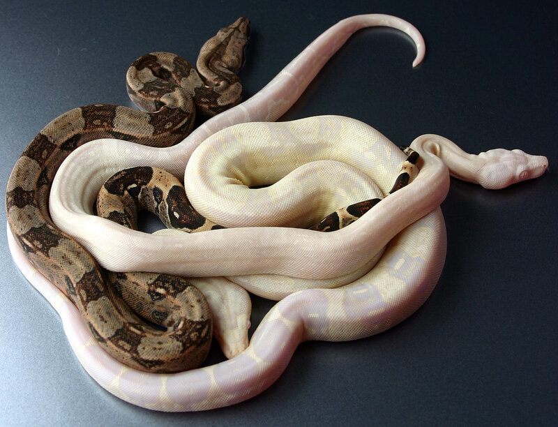 Two Snakes Coiled Together — White
