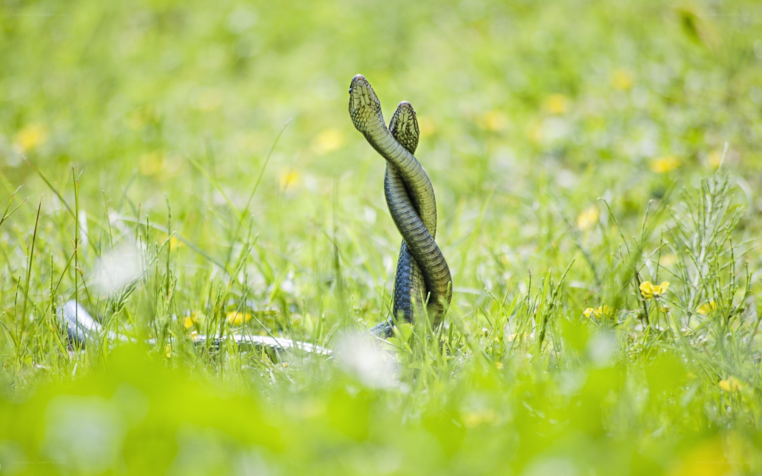 Two snakes entwined in grass
