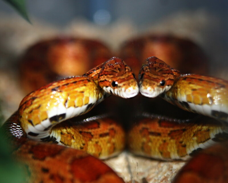 two snakes facing each other