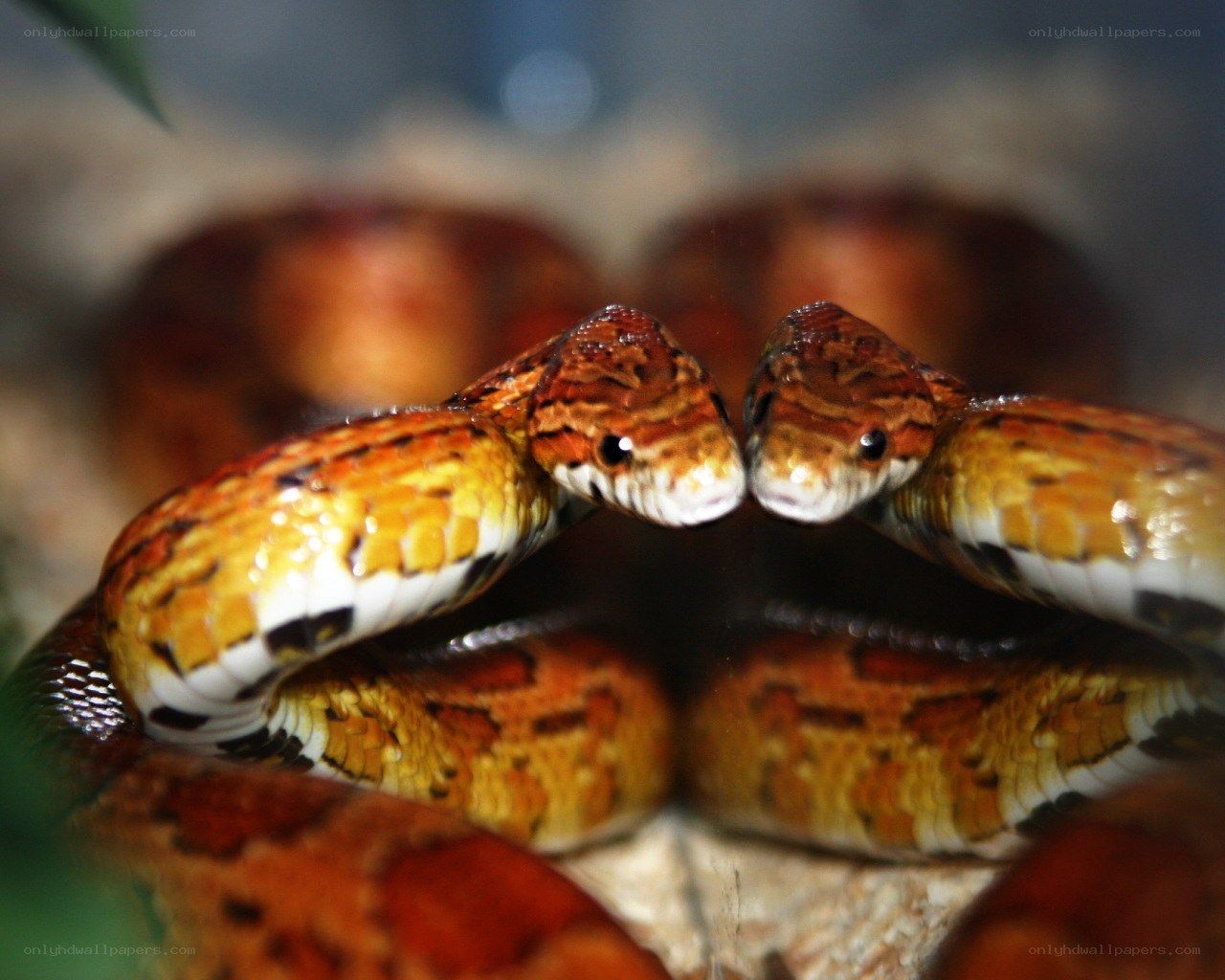 two snakes facing each other